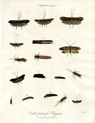 Phryganea - Köcherfliegen