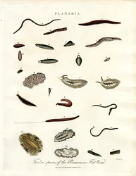 Planaria - Zwölf Arten von Plattwürmern