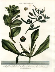 Potamogeton (Teichkrautarten)