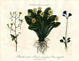 Prenanthes und Primula: Mauerlattich; Primel und Ganzblättrige Primel