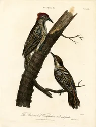 Rotkamm-Specht (Männlich und Weiblich)