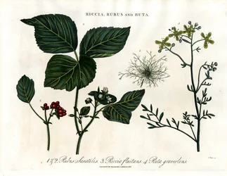 Riccia; Rubus und Ruta