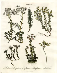Sedum: Verschiedene Mauerpfefferarten