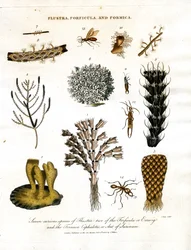 Sieben neugierige Arten von Flustra; zwei der Forficula oder Ohrwurm; und die Formica Cephalotes; oder Ameise von Surinam