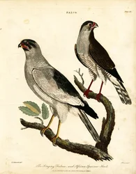Singfalke und Afrikanischer Sperber