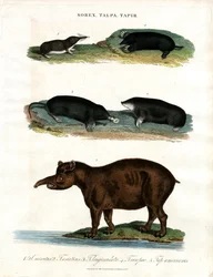 Sorex;Talpa;Tapir: Spitzmäuse;Maulwürfe und Tapire