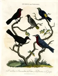 Sturnus und Tanagra (Stare und Tangaren)