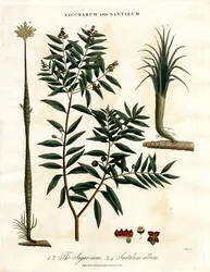 Zuckerrohr und Sandelholz