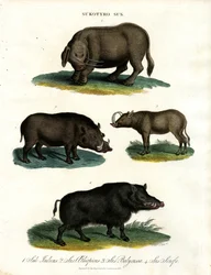 Sukotyro und Sus (Sukotyro und Schweine)