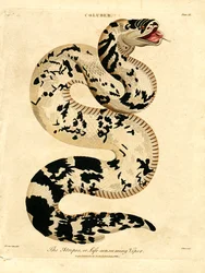 Die Atropos; oder lebensverzehrende Viper