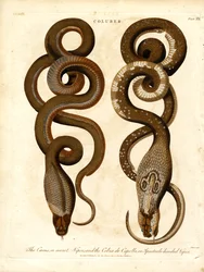 Der Cæcus; oder geheime Viper; und die Cobra de Capello; oder Brillenschlange