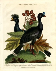Der Kugelwipfel-Curapson und der mexikanische Kuckucksvogel mit einem Zweig des Wilden Speierlings