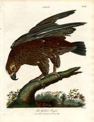 Der Steinadler