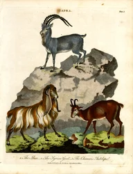 Der Steinbock; die syrische Ziege; und die Gämse
