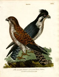 Der Bergfalke und der Haubenfischerfalke