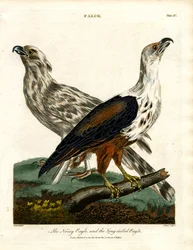 Der lärmende Adler und der Langschwanzadler