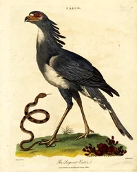 Der Sekretärvogel oder Schlangenfresser
