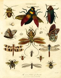 Die sieben Ordnungen der Insekten