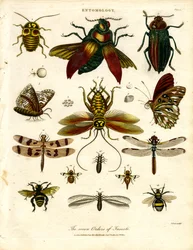 Die sieben Ordnungen der Insekten