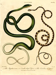 Verschiedene Schlangenarten