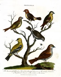 Verschiedene Arten von Finken (Fringilla)