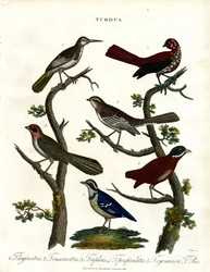 Verschiedene Drosselarten (Turdus)