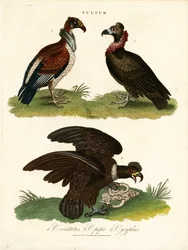 Geier