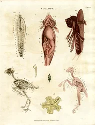 Zoologische anatomische Illustrationen (Tafel XV)