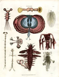 Zoologie Tafel III: Anatomische Illustrationen verschiedener wirbelloser Tiere