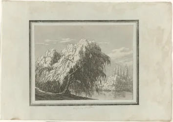 Trauerweide