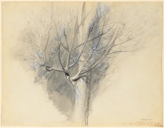 Budding Sycamore