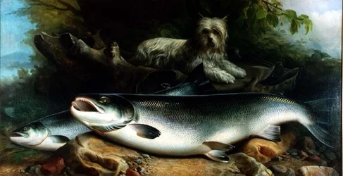 Bewachung des Tagesfangs; ein Skye Terrier mit einem männlichen und einem weiblichen Lachs