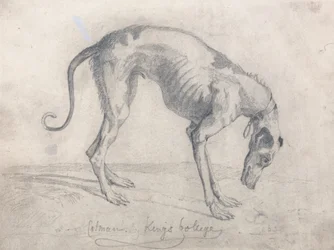 Ein ausgehungerter Windhund
