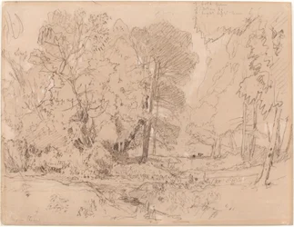 Waldlandschaft