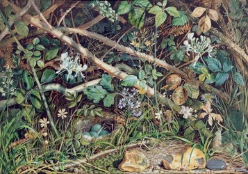 Ein Vogelnest zwischen Brombeeren, Geißblatt und Unterholz