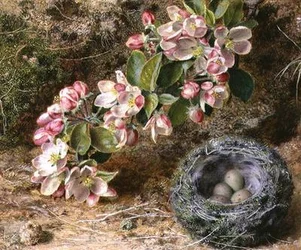 Blüte und Vogelnest
