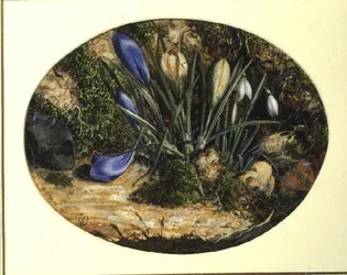 Krokusse und Schneeglöckchen