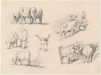 Studien von Rindern
