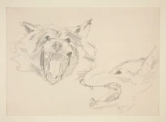 Zwei Ansichten eines Wolfes