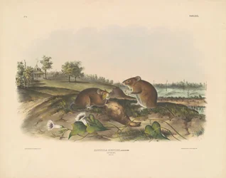 Baumwollratte
