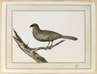 Zeichnung eines Wattle-Vogels; gemacht während des Besuchs in Neuseeland zwischen dem 12. und 25. Februar 1777, auf Captain Cooks dritter Reise.