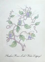 Dachwurz des Klempners (Wassertröpfchen), Illustration aus 