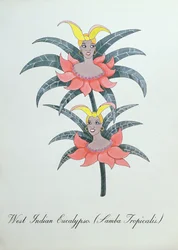 Westindischer Eukalyptus (Samba Tropicalis), Illustration aus 