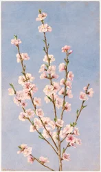 Pfirsichblüten