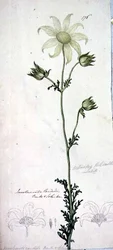Flanellblume, Actinotus helianthe Labill