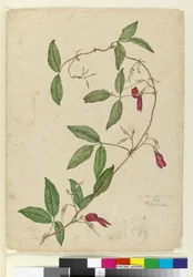 Kennedia rubicunda, ca. 1803-06