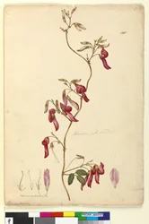 Seite 108. Kennedia rubicunda