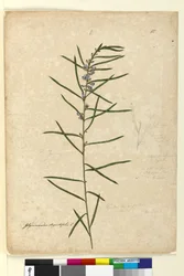 Seite 111. Hovea longifolia