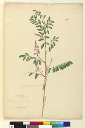 Seite 116. Indigofera australis