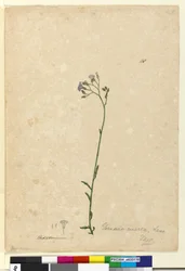 Seite 118. Vernonia cinerea
